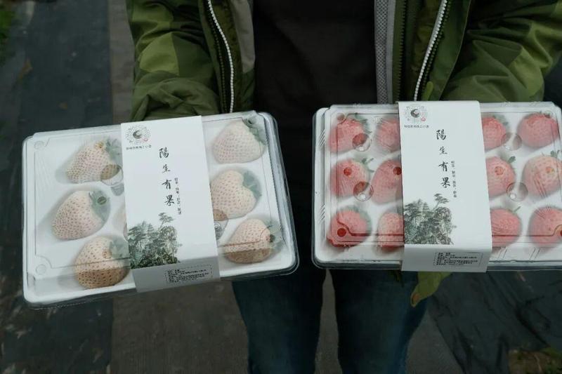  从香港实验室到台州田野；27岁硕士的勇敢转身；在这里寻得持久的满足感。 文化旅游