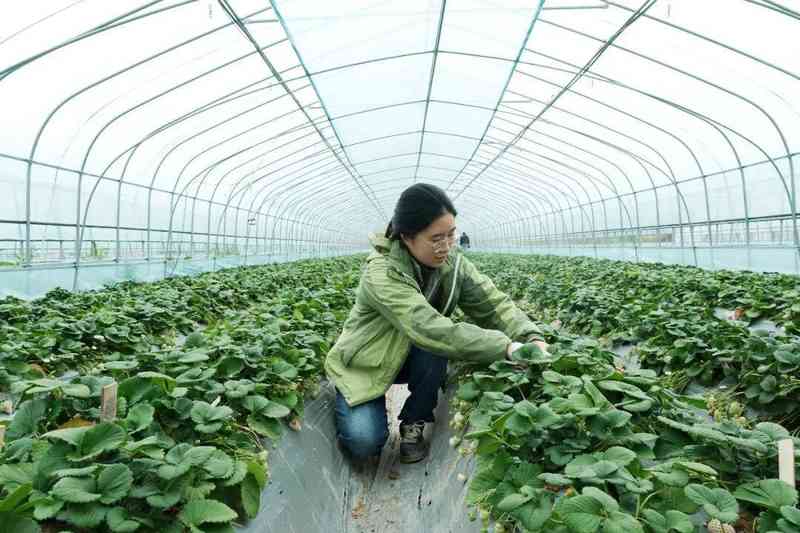  从香港实验室到台州田野；27岁硕士的勇敢转身；在这里寻得持久的满足感。 文化旅游