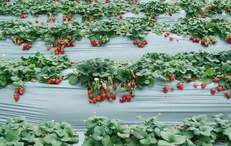  从香港实验室到台州田野；27岁硕士的勇敢转身；在这里寻得持久的满足感。 文化旅游