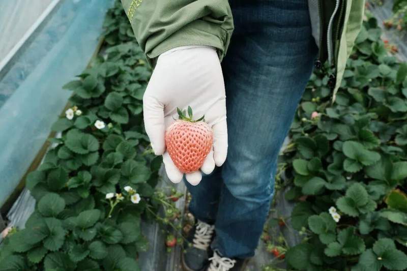  从香港实验室到台州田野；27岁硕士的勇敢转身；在这里寻得持久的满足感。 文化旅游