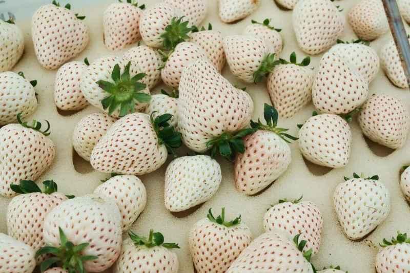  从香港实验室到台州田野；27岁硕士的勇敢转身；在这里寻得持久的满足感。 文化旅游