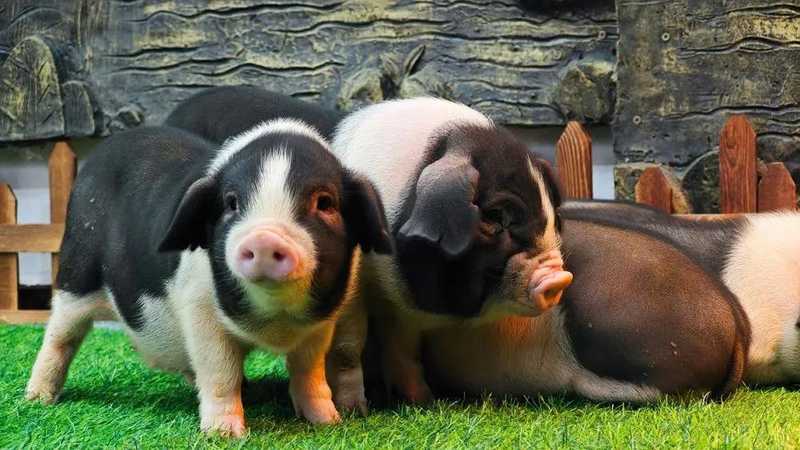 养殖户的阵痛时刻:穿越市场周期的突围策略 企业服务