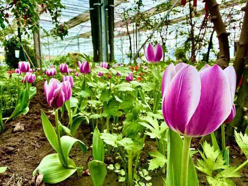  技术解密：呼和浩特大热雨林如何用“南果北种”技术打造近万株花海 文化旅游