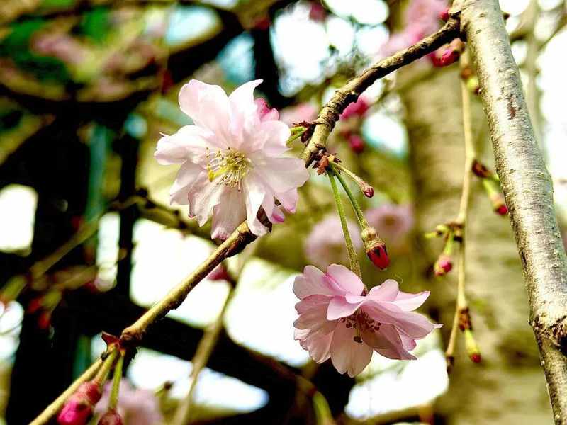  技术解密：呼和浩特大热雨林如何用“南果北种”技术打造近万株花海 文化旅游