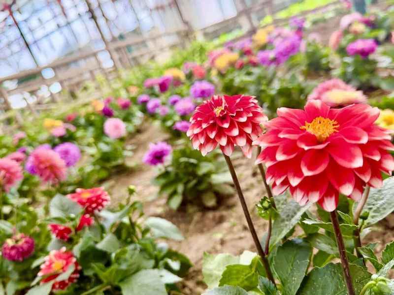  技术解密：呼和浩特大热雨林如何用“南果北种”技术打造近万株花海 文化旅游