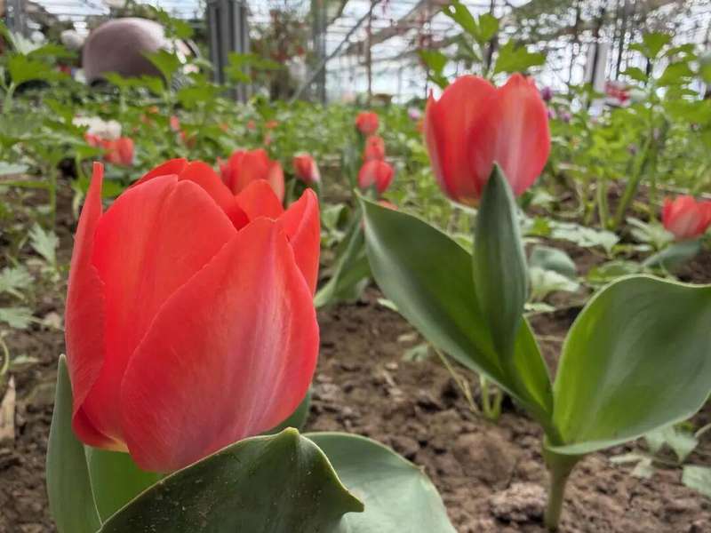  技术解密：呼和浩特大热雨林如何用“南果北种”技术打造近万株花海 文化旅游