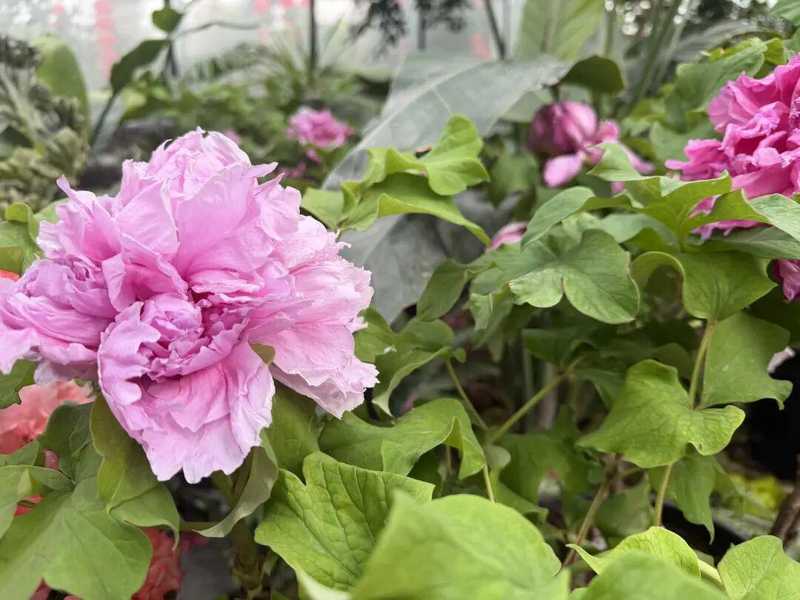  技术解密：呼和浩特大热雨林如何用“南果北种”技术打造近万株花海 文化旅游