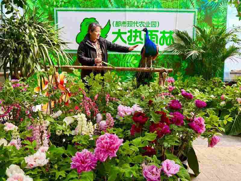  技术解密：呼和浩特大热雨林如何用“南果北种”技术打造近万株花海 文化旅游