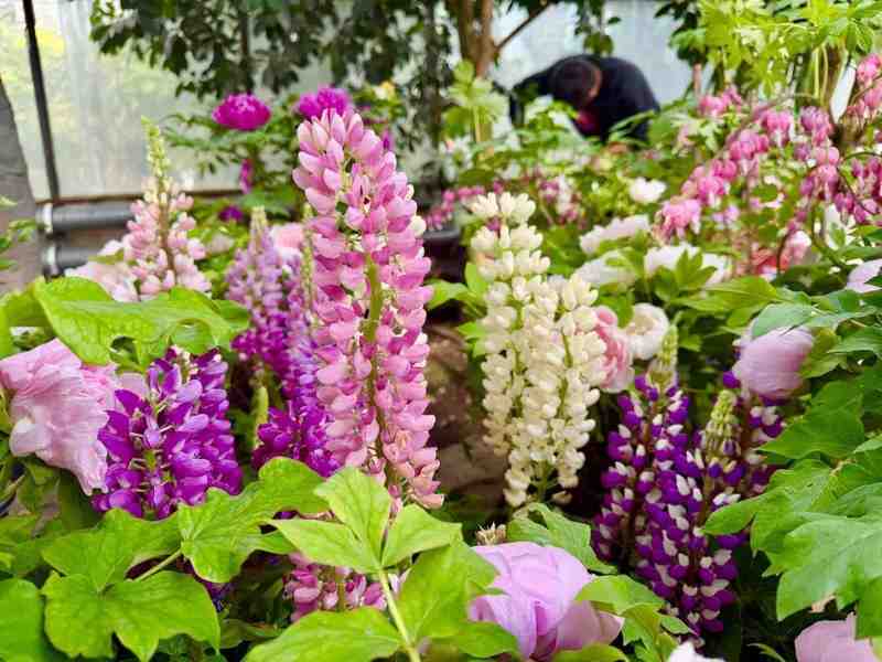  技术解密：呼和浩特大热雨林如何用“南果北种”技术打造近万株花海 文化旅游