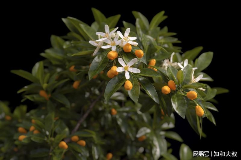  心理学视角下的「放手」艺术：如何通过放下执念实现自我疗愈 情感心理