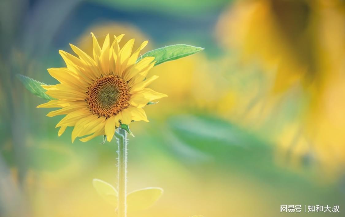  心理学视角下的「放手」艺术：如何通过放下执念实现自我疗愈 情感心理