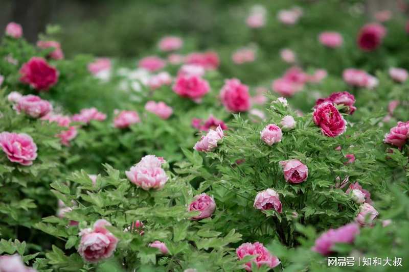  心理学视角下的「放手」艺术：如何通过放下执念实现自我疗愈 情感心理