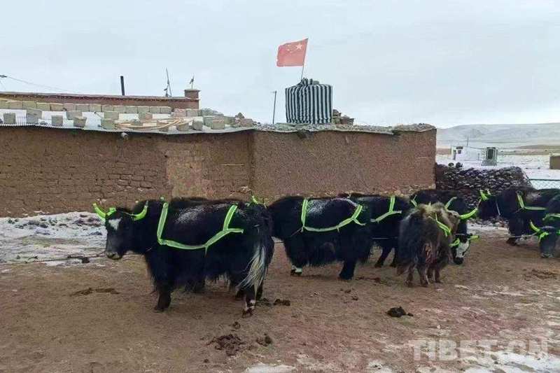  【高原救援技术解密】唐古拉山交警如何与死神赛跑：1036天值守背后的应急体系 新闻 【高原救援技术解密】唐古拉山交警如何与死神赛跑：1036天值守背后的应急体系 新闻