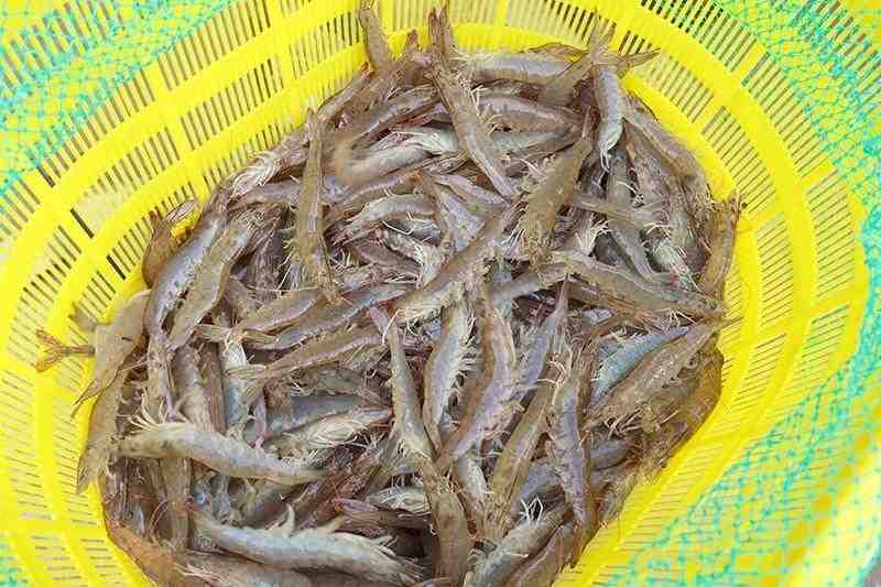 一百天！内陆养虾的技术破局与规模跃迁